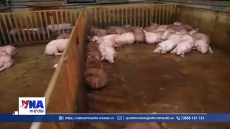 Chấn chỉnh ngay kiểm soát giết mổ trong chăn nuôi