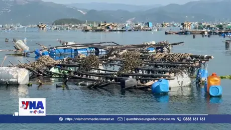 Thủ phủ tôm hùm chật vật khôi phục sản xuất sau thiên tai