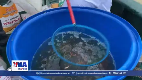 Vĩnh Long thả gần 300.000 con giống thủy sản ra sông Cổ Chiên