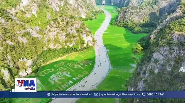 Bức tranh lúa khổ lớn giữa núi non Ninh Bình