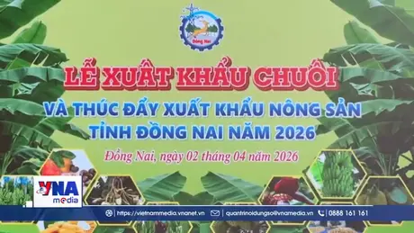 220 tấn chuối tươi Đồng Nai ra thị trường quốc tế