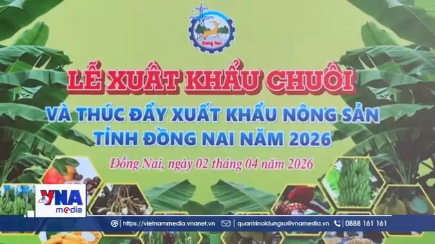 220 tấn chuối tươi Đồng Nai ra thị trường quốc tế