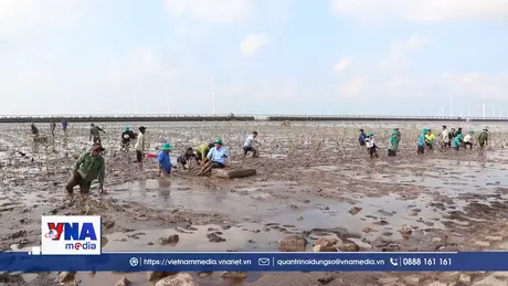 Trồng rừng ngập mặn - Hiện thực hóa cam kết 1 triệu cây xanh