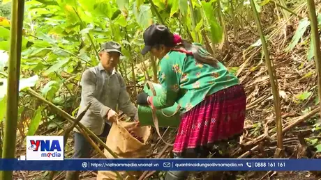 Sinh kế bền vững dưới tán rừng