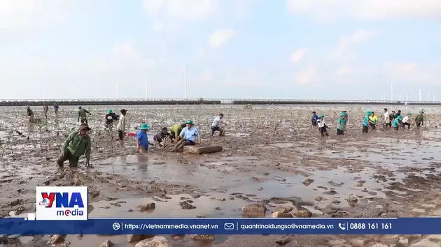 Trồng rừng ngập mặn - Hiện thực hóa cam kết 1 triệu cây xanh