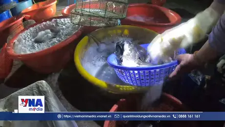 Chợ sớm Cồn Gai – nhịp sống người dân vùng sông nước Tam Giang