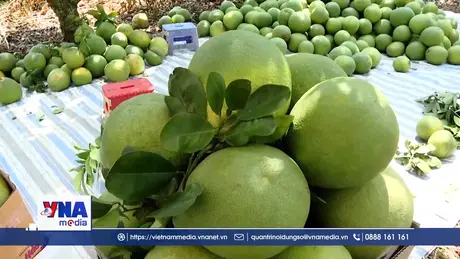 Bưởi xuất khẩu - Khi nông dân thay đổi để vươn ra thế giới