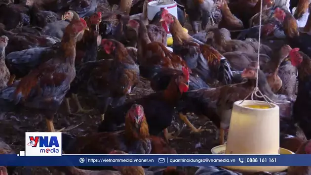 Giá gà thịt ở Đồng Tháp giảm, người nuôi lỗ nặng