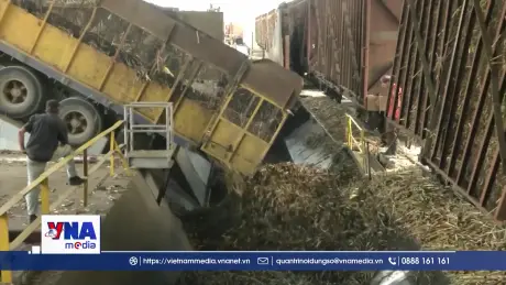 Cuba khôi phục ngành công nghiệp mía đường