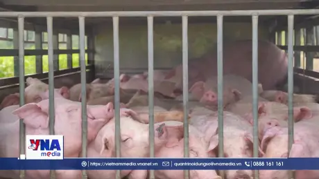 Quảng Trị: Tiêu huỷ 100 con lợn bị nhiễm dịch tả lợn châu Phi