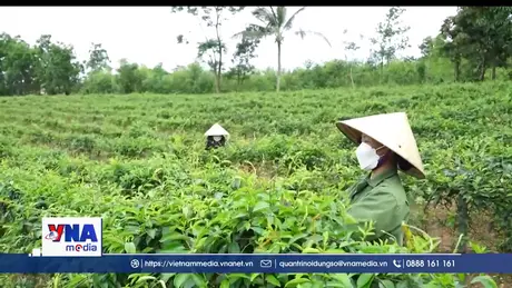 Kinh tế tập thể, đòn bẩy trong phát triển nông nghiệp Quảng Trị