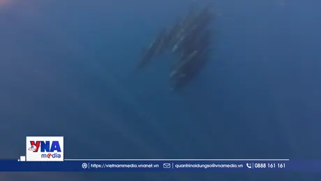 Đàn cá voi khoảng 100 con liên tục ngoi lên mặt nước ở đảo Phú Quý