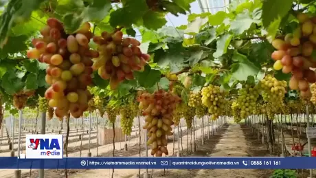 Nghị quyết 57: Thúc đẩy phát triển nông nghiệp theo hướng hiện đại, bền vững