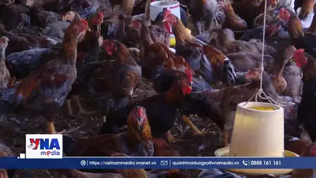 Giá gà thịt ở Đồng Tháp giảm, người nuôi lỗ nặng