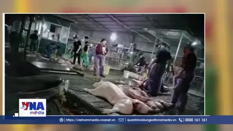 300 tấn lợn bệnh đưa vào trường học là hành vi hủy hoại giống nòi