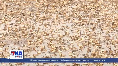 Hưng Yên: Ngao chết hàng loạt, người nuôi thiệt hại nặng