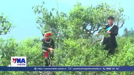 Vùng biên Thanh Thuỷ phát triển nông, lâm nghiệp theo hướng hàng hóa