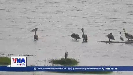 Đồng Tháp xuất hiện đàn chim bồ nông chân xám quý hiếm
