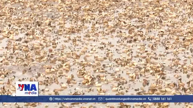 Hưng Yên: Ngao chết hàng loạt, người nuôi thiệt hại nặng