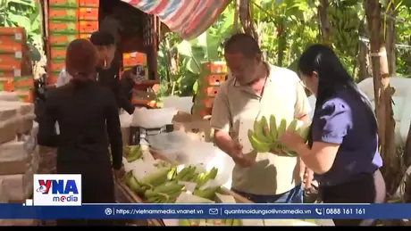 Đồng Nai mở rộng thị trường xuất khẩu chuối