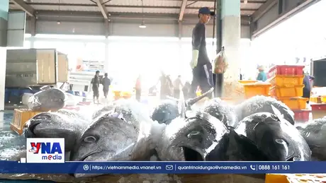 Ngư dân Quảng Ngãi liên kết vượt sóng, chia sẻ ngư trường