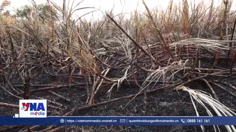 Nắng nóng làm cháy hàng trăm hecta mía của nông dân