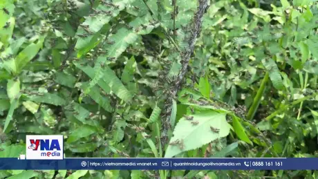 Cao Bằng kiểm soát châu chấu gây hại mùa màng