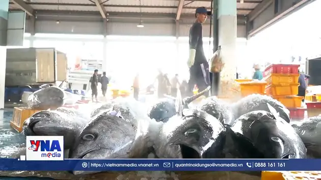 Ngư dân Quảng Ngãi liên kết vượt sóng, chia sẻ ngư trường