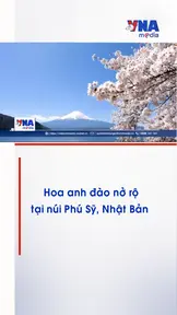 Hoa anh đào nở rộ tại núi Phú Sỹ, Nhật Bản