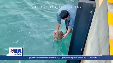 Thả cá thể đồi mồi dứa quý hiếm về lại tự nhiên