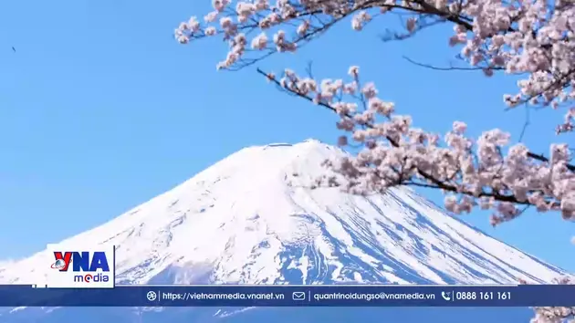 Hoa anh đào nở rộ tại núi Phú Sỹ, Nhật Bản