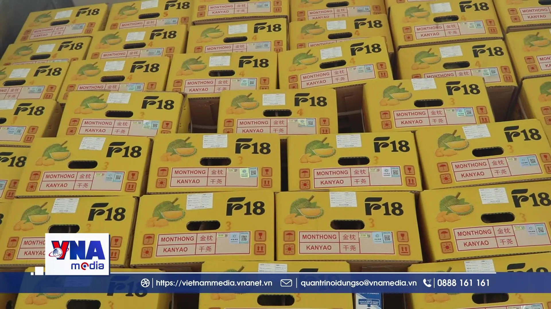 Xuất khẩu sầu riêng truy xuất nguồn gốc toàn chuỗi