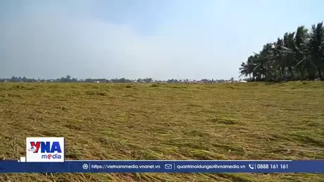 An Giang: Thiếu máy gặt, tiêu thụ lúa Đông Xuân gặp khó