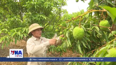 Hải Phòng: Kỳ vọng cho vụ vải thiều 2026 bội thu