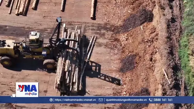 Indonesia siết chặt quản lý tài nguyên rừng