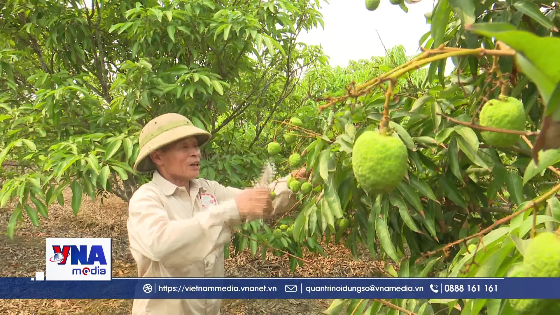 Hải Phòng: Kỳ vọng cho vụ vải thiều 2026 bội thu