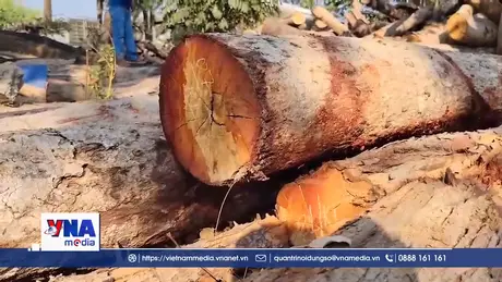 Theo dấu lâm sản trái phép vùng giáp ranh Gia Lai – Đăk Lăk