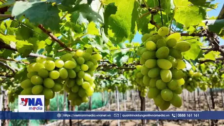 Du lịch vườn nho hút khách đến Khánh Hòa