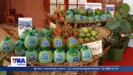 Đồng Tháp xuất khẩu lô bưởi đầu tiên vào thị trường Australia