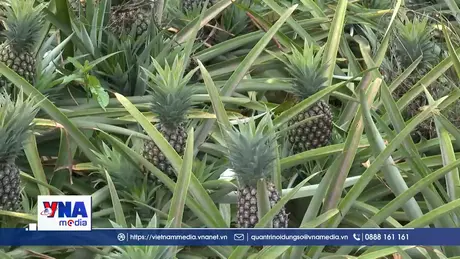 Xã biên giới Mường Nhà phát triển cây trồng chủ lực