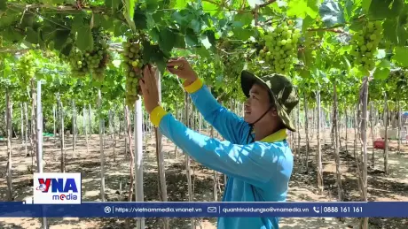 Hiệu quả mô hình tưới nước trong mùa khô ở Khánh Hòa