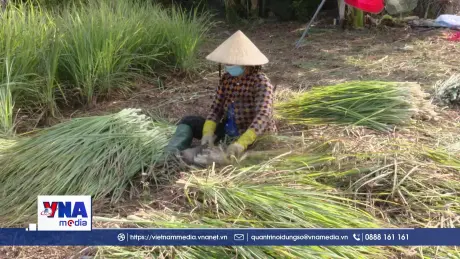 Đồng Tháp chuyên canh cây sả trên vùng đất bãi cù lao