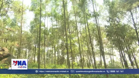 Thanh Hóa phòng chống cháy rừng khu vực ven biển