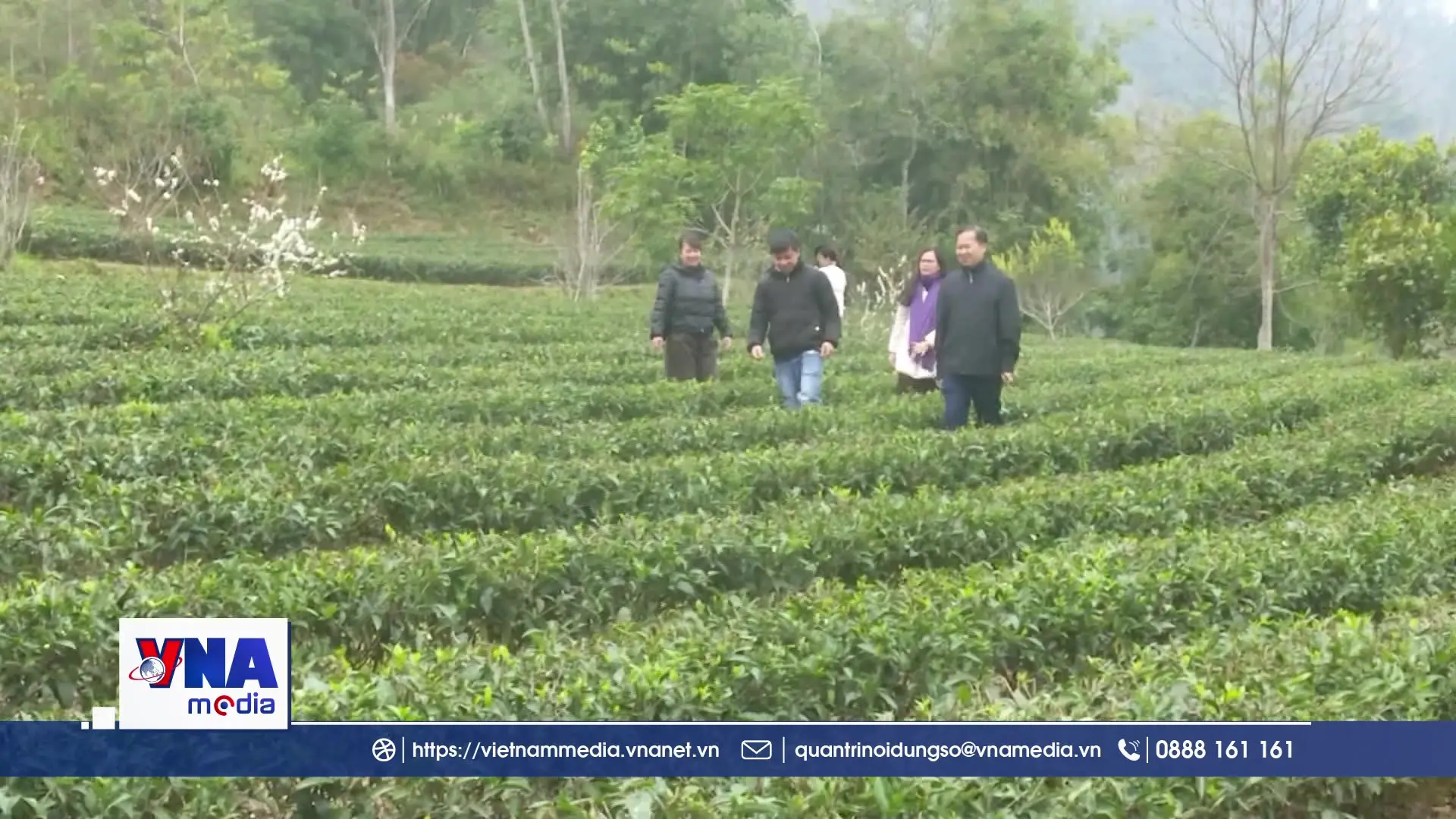 Phát triển hợp tác xã theo hướng liên kết sản xuất, tiêu thụ