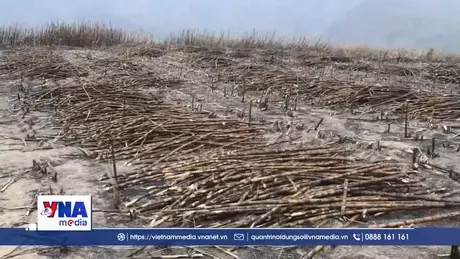 G﻿ần 50 ha mía ở Gia Lai bị cháy do thời tiết nắng nóng