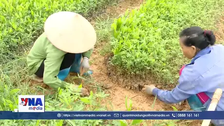 Đảm bảo cây giống, sẵn sàng cho trồng rừng năm 2026