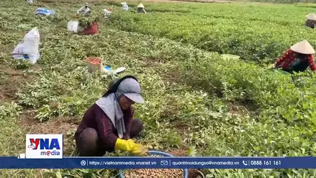 Rộn ràng thu hoạch nông sản dịp Tết Chôl Chnăm Thmây