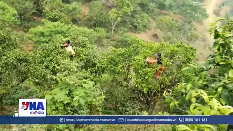 Đánh thức “vàng xanh” vùng núi Sơn La