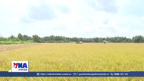 Gạo phát thải thấp: “Mắt xích” quan trọng trên hành trình net zero