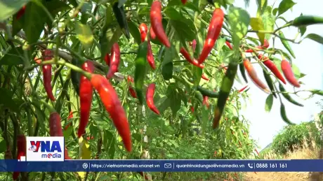 Giá ớt lao dốc, người trồng đối mặt thua lỗ